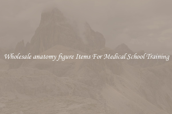 Wholesale anatomy figure Items For Medical School Training